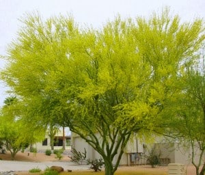 Flowering-Blue-Palo-verde