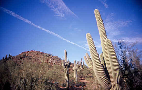 phoenix-arizona-cacti-mountain